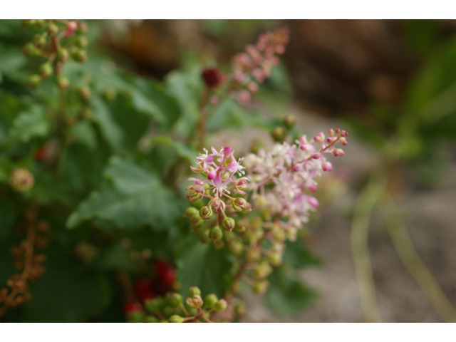Rivina humilis (Pigeonberry) #41109