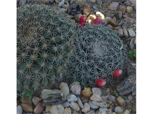 Mammillaria heyderi (Little nipple cactus) #41136