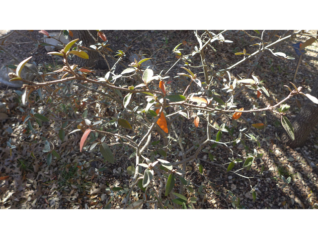 Croton alabamensis var. texensis (Texabama croton) #41159