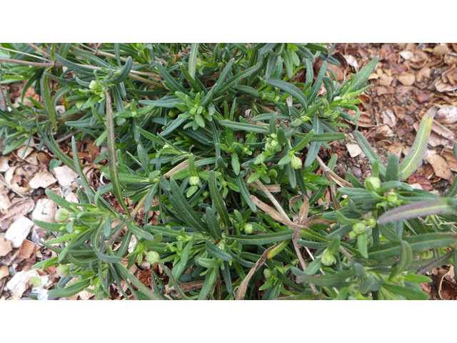 Melampodium leucanthum (Blackfoot daisy) #41239