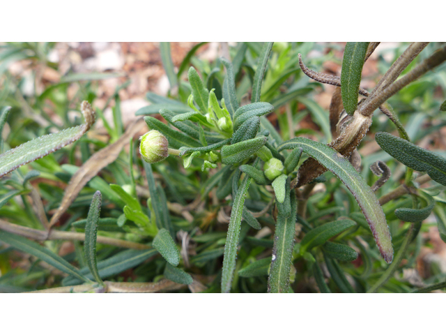 Melampodium leucanthum (Blackfoot daisy) #41241