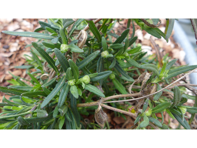 Melampodium leucanthum (Blackfoot daisy) #41242