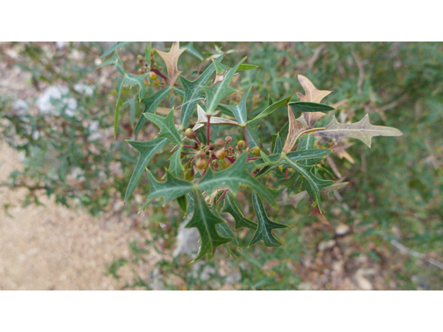 Mahonia trifoliolata (Agarita) #41250