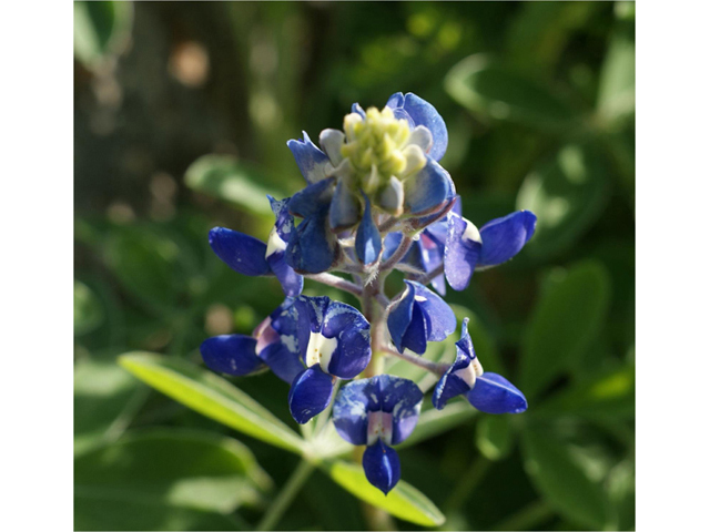 Lupinus texensis (Texas bluebonnet) #41301