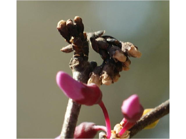 Cercis canadensis (Eastern redbud) #41329
