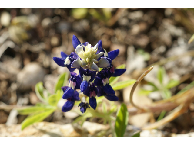 Lupinus texensis (Texas bluebonnet) #41430