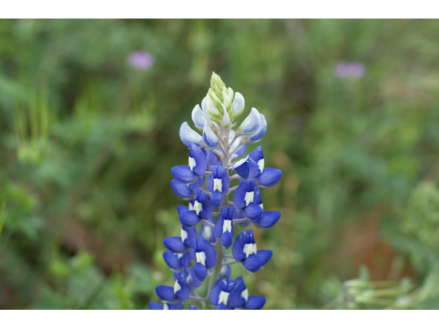 Lupinus texensis (Texas bluebonnet) #41561