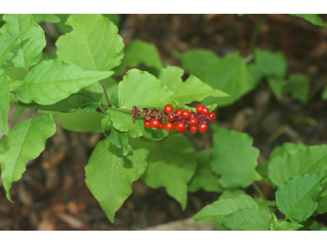 Rivina humilis (Pigeonberry) #55022