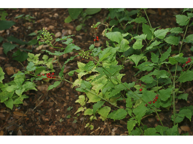 Rivina humilis (Pigeonberry) #55024