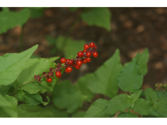 Rivina humilis (Pigeonberry) #55026