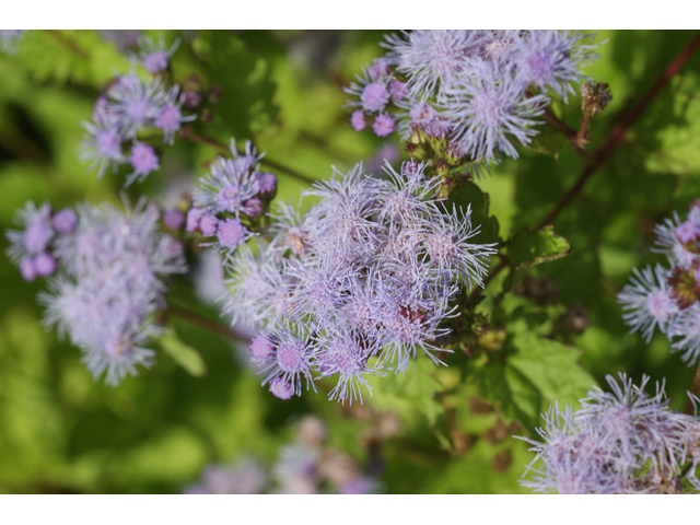 Chromolaena odorata (Blue mistflower) #55067