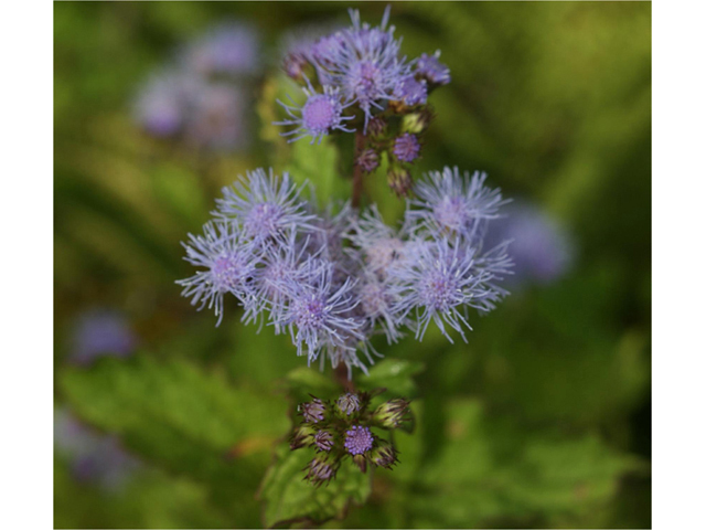 Chromolaena odorata (Blue mistflower) #55074