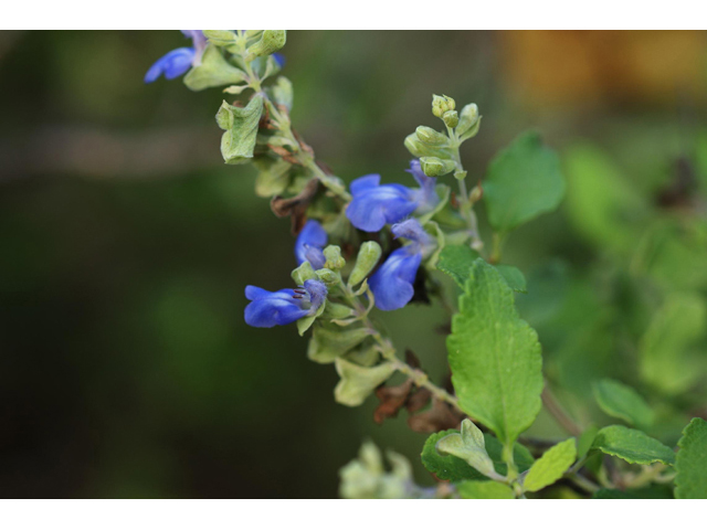 Salvia ballotiflora (Shrubby blue sage) #55082