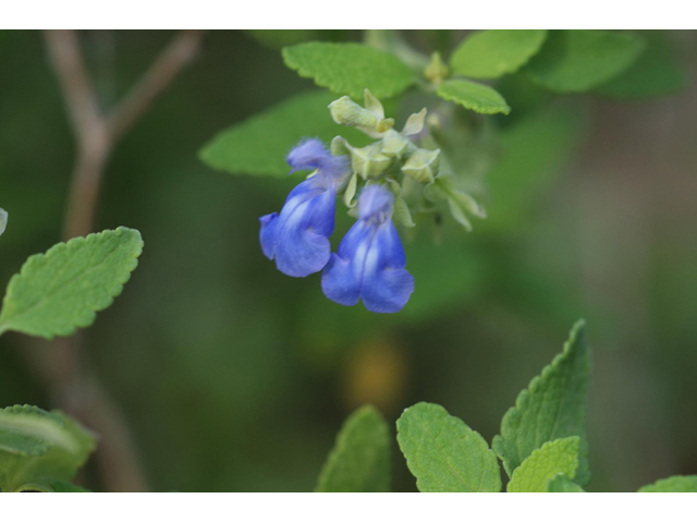 Salvia ballotiflora (Shrubby blue sage) #55088