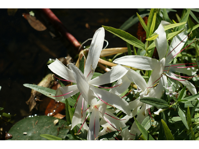 Crinum americanum (American crinum lily) #55143