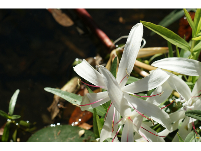 Crinum americanum (American crinum lily) #55144