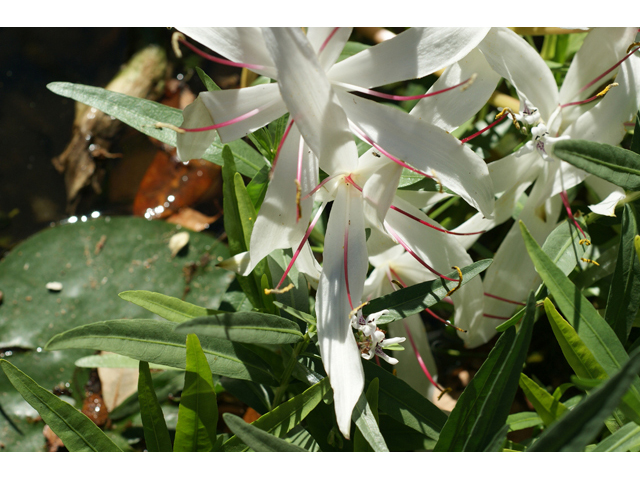 Crinum americanum (American crinum lily) #55146