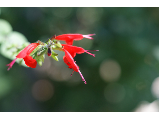 Salvia coccinea (Scarlet sage) #55165