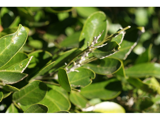Sophora secundiflora (Texas mountain laurel) #55270