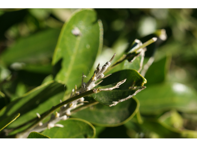 Sophora secundiflora (Texas mountain laurel) #55276