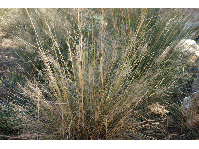 Muhlenbergia capillaris (Gulf muhly) #55323