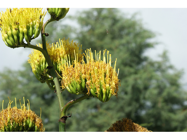 Agave havardiana (Havard's century plant) #55370