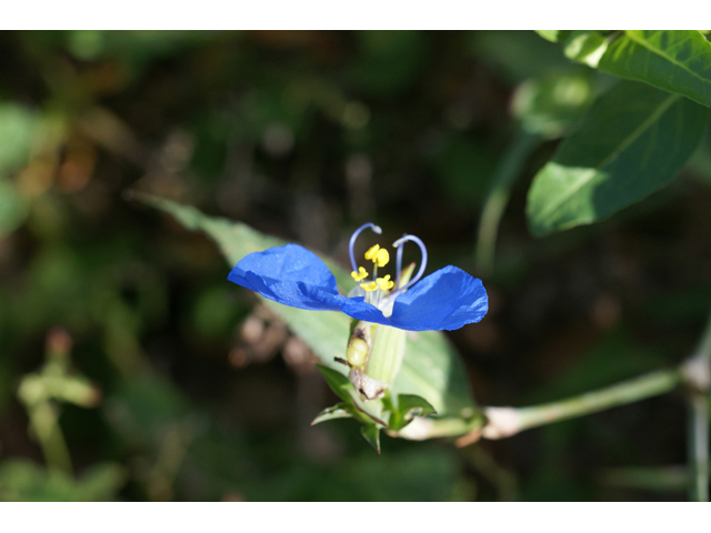 Commelina erecta var. angustifolia (Whitemouth dayflower) #55383