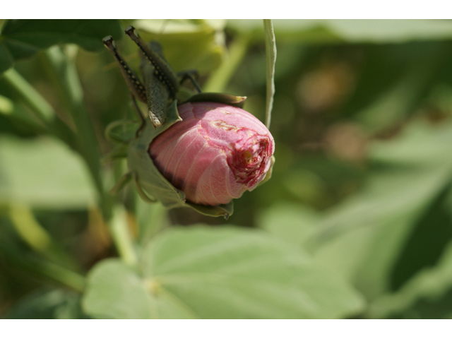 Hibiscus grandiflorus (Swamp rose-mallow) #55507