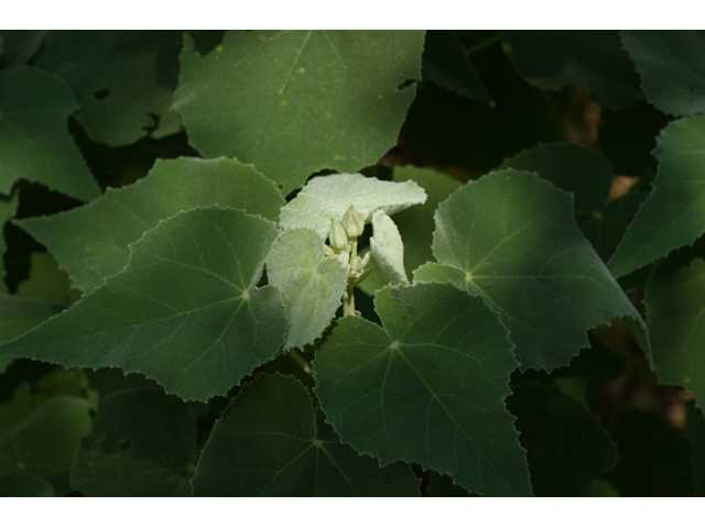 Allowissadula holosericea (Velvet-leaf mallow) #55508