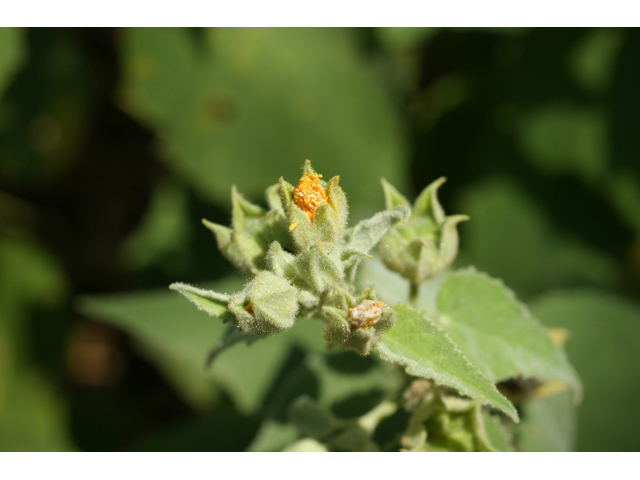 Allowissadula holosericea (Velvet-leaf mallow) #55512