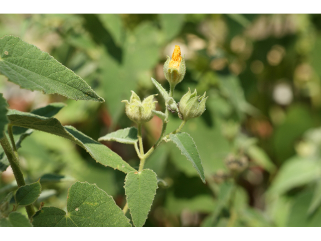 Allowissadula holosericea (Velvet-leaf mallow) #55514