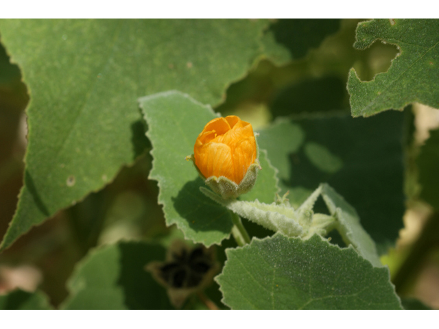 Allowissadula holosericea (Velvet-leaf mallow) #55518