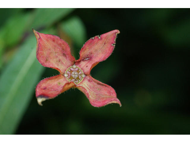 Ludwigia octovalvis ssp. octovalvis (Mexican primrose-willow) #55533