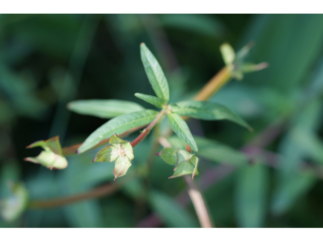 Ludwigia octovalvis ssp. octovalvis (Mexican primrose-willow) #55534