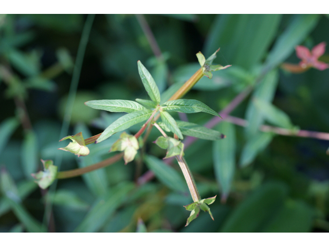 Ludwigia octovalvis ssp. octovalvis (Mexican primrose-willow) #55535
