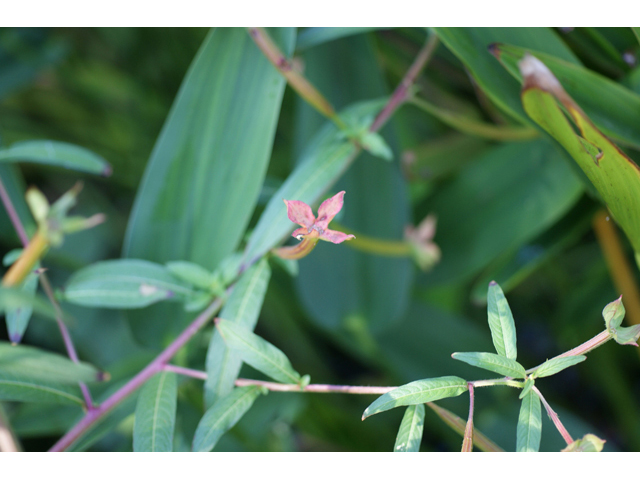 Ludwigia octovalvis ssp. octovalvis (Mexican primrose-willow) #55536