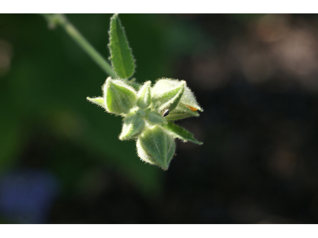 Allowissadula holosericea (Velvet-leaf mallow) #55539