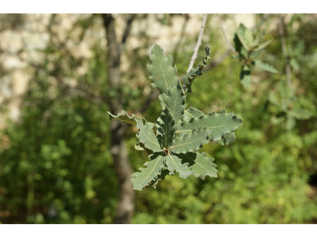 Quercus grisea (Gray oak) #55607