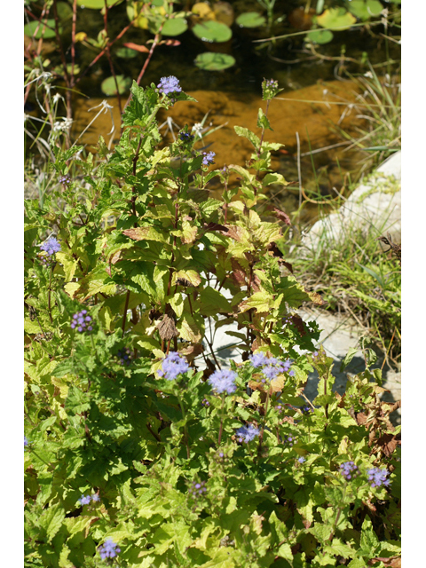 Conoclinium betonicifolium (Betonyleaf thoroughwort) #55616