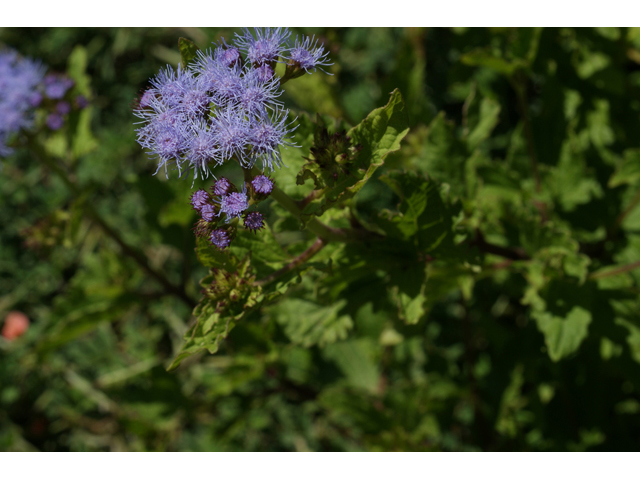 Conoclinium betonicifolium (Betonyleaf thoroughwort) #55622