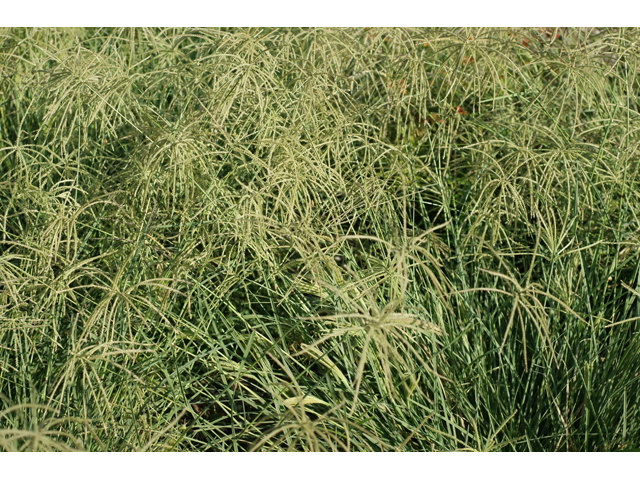 Chloris verticillata (Tumble windmill grass) #55642