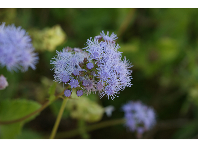Chromolaena odorata (Blue mistflower) #55654