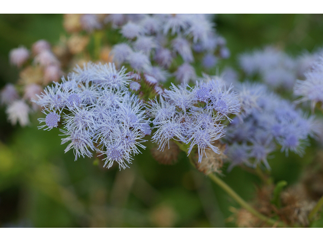Chromolaena odorata (Blue mistflower) #55655