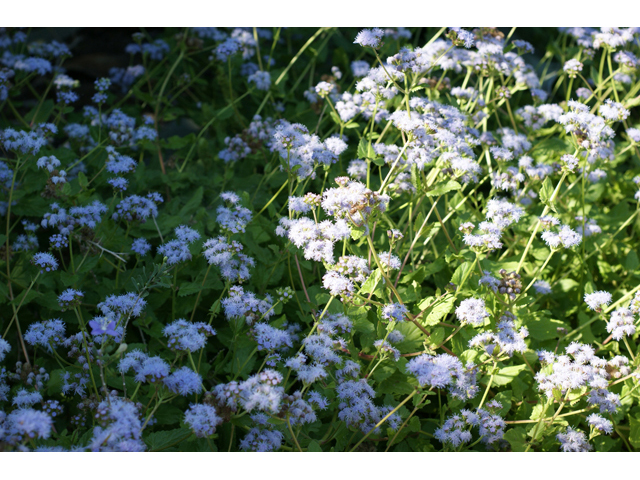 Chromolaena odorata (Blue mistflower) #55656