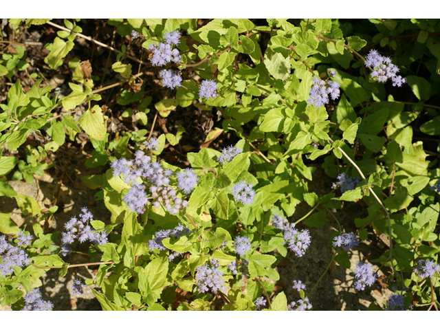 Chromolaena odorata (Blue mistflower) #55733