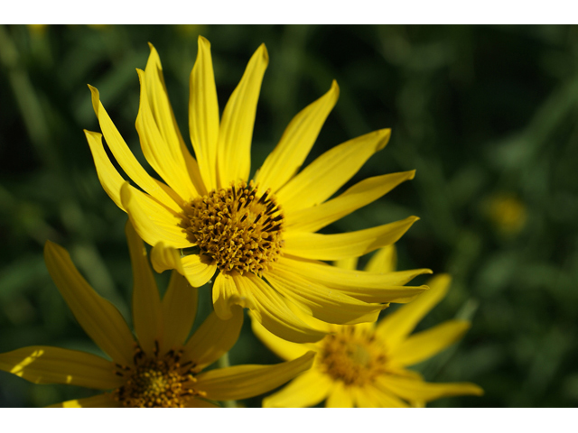 Helianthus maximiliani (Maximilian sunflower) #55761