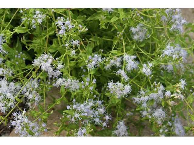 Chromolaena odorata (Blue mistflower) #55795