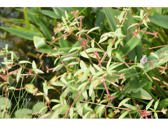 Ludwigia octovalvis ssp. octovalvis (Mexican primrose-willow) #55813