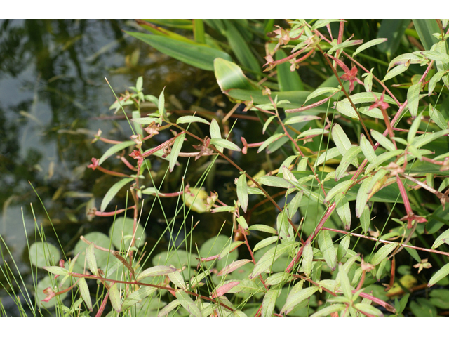 Ludwigia octovalvis ssp. octovalvis (Mexican primrose-willow) #55814
