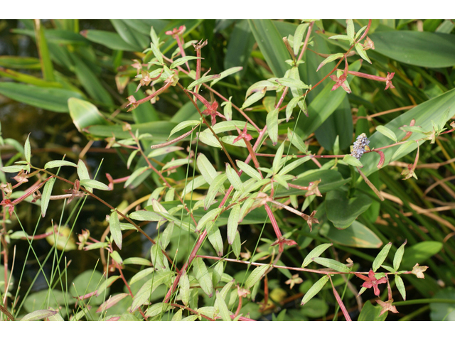 Ludwigia octovalvis ssp. octovalvis (Mexican primrose-willow) #55815